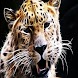3D Leopard 12