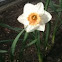 Daffodill
