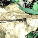 Dragonfly (ENG) Libelula (ESP)