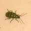 Banded Cucumber beetle