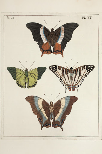 Hand coloured engraving of African butterflies