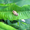 Leaf Hopper