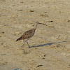 Whimbrel