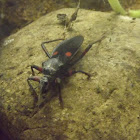 Red Spot Assassin Bug