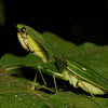 Leafy Praying Mantis