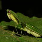 Leafy Praying Mantis
