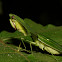 Leafy Praying Mantis