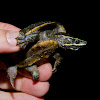 Eastern musk turtle