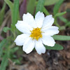 Blackfoot Daisy