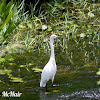 Snowy Egret