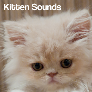 Kitten Sounds - Android Apps on Google Play