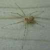 Tree Trunk spider/ Two-tailed spider