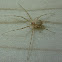 Tree Trunk spider/ Two-tailed spider