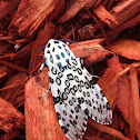 Giant Leopard Moth