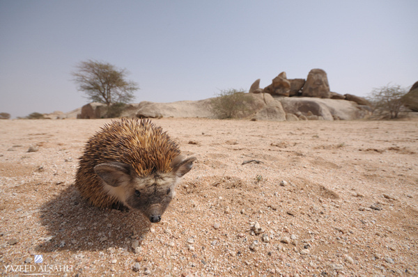 Desert hedgehog