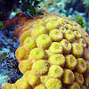 Great star coral