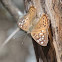 Hackberry Emperor