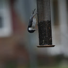 White Breasted Nuthatch