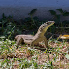 Yellow Spotted Monitor