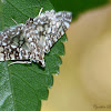 Glassy-winged Snout Moth