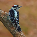 Downy woodpecker male