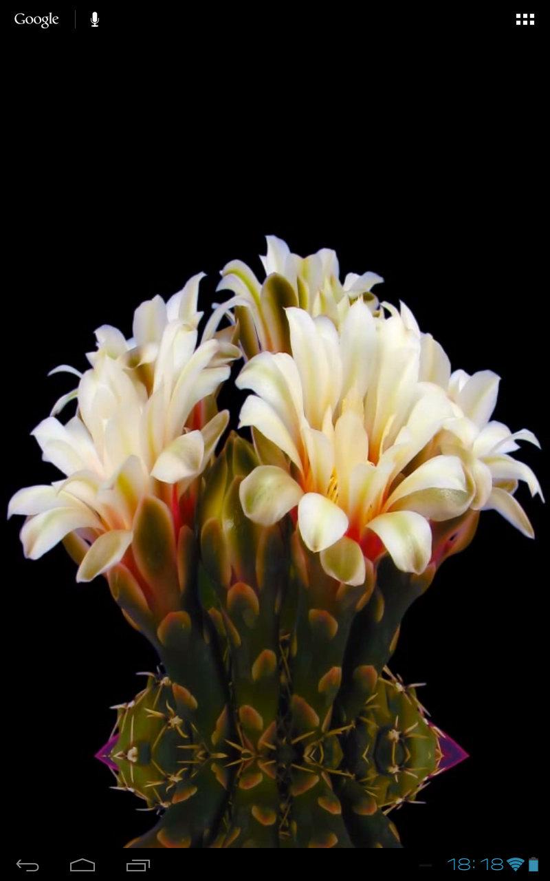 Blooming Flower Cactus Buds Screen 2
