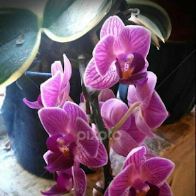 My Company! by Lilly Revheim - Flowers Flower Gardens