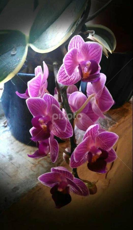 My Company! by Lilly Revheim - Flowers Flower Gardens