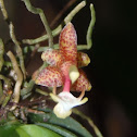 Grosourdya orchid