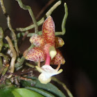 Grosourdya orchid