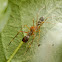Red Ant Mimicking Spider(Male)