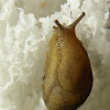 Grey field slug