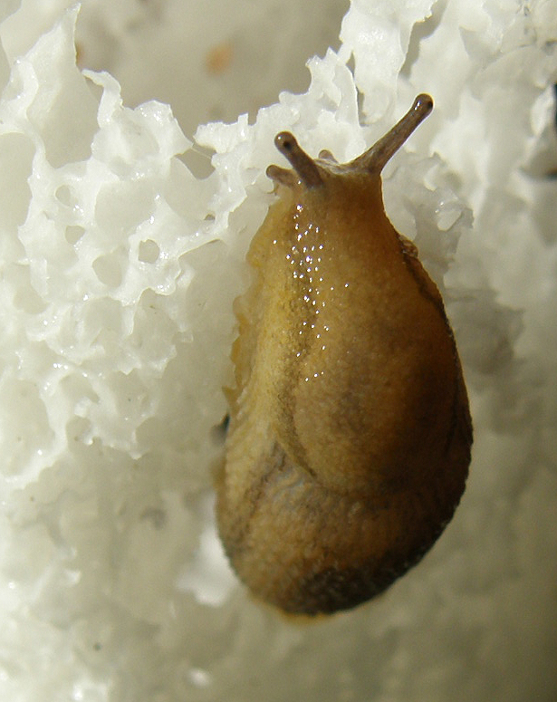 Grey field slug