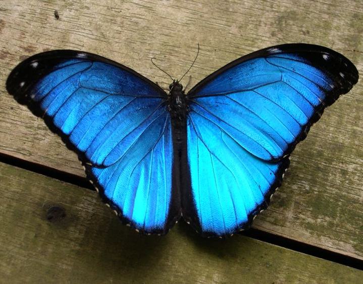 Blue Morpho Butterfly