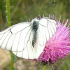 mariposa blanca del mojuelo
