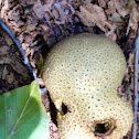 Puffball fungus