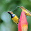 Olive-backed Sunbird