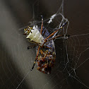 Orb-web spider