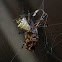 Orb-web spider