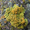 Maritime sunburst lichen