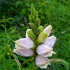 White turtlehead