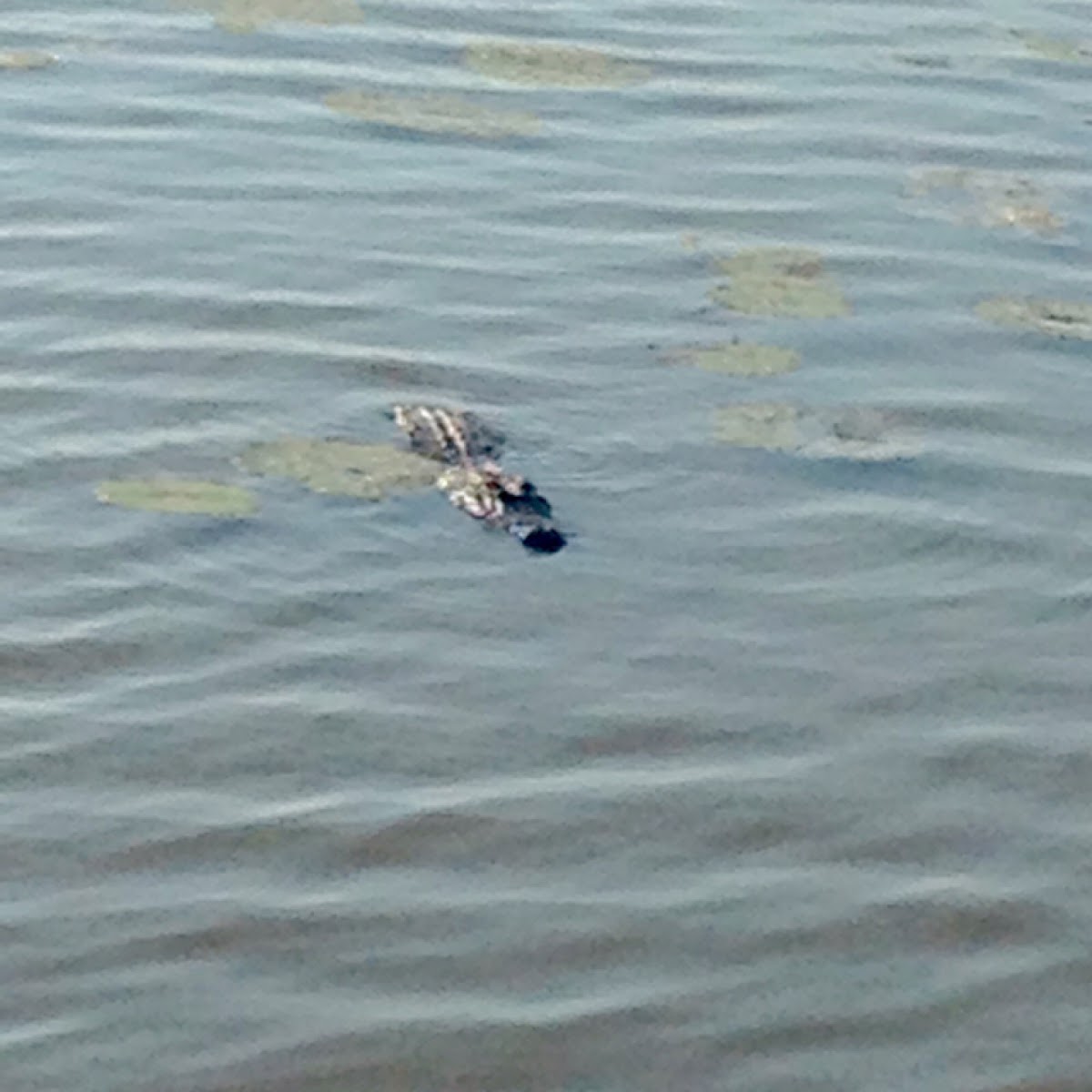 American Alligator