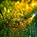 by Agnes Bollok Csor -  