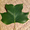 Tulip tree leaf