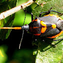 Florida Predatory Stink Bug