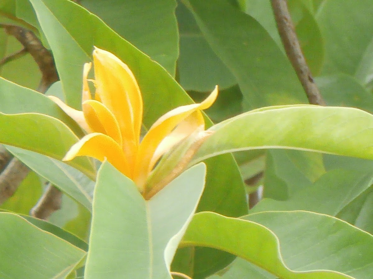 Yellow Jade Orchid Tree