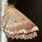 Brown Evening Moth