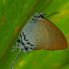 Grand Imperial Butterfly