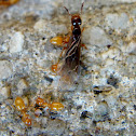 Citronella Ant