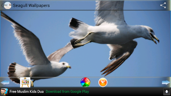 How to download Seagull wallpapers lastet apk for laptop